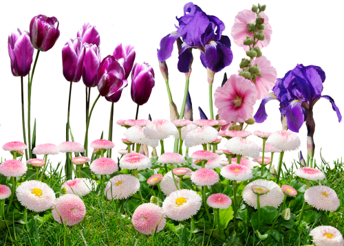 iris tulips flowers