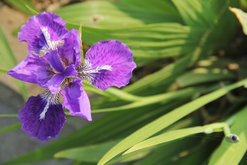 iris purple fleur-de-lis purple iris