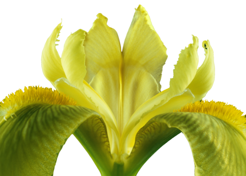 iris isolated blossom