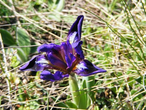 iris wild iris pseudarocus