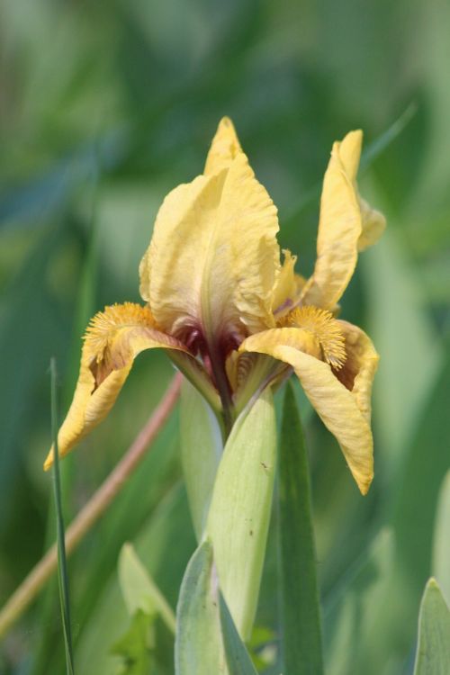 iris nature flower