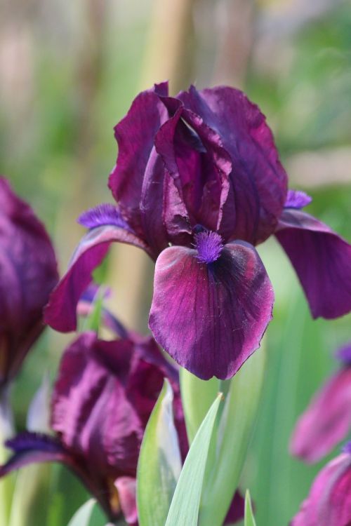 iris nature flower