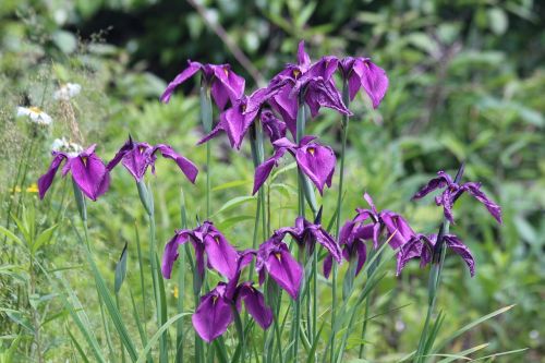 iris nature flower