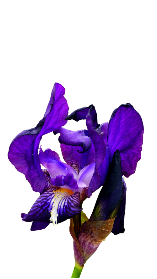 iris blue flower