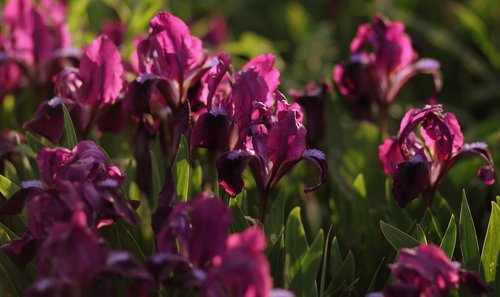 iris  irises  violet