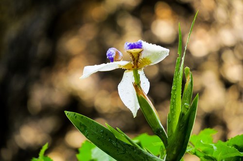 iris  nature  plant