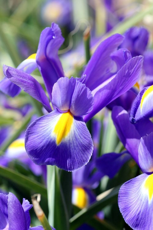 iris  flower  plant
