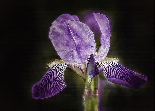 iris  lily  purple