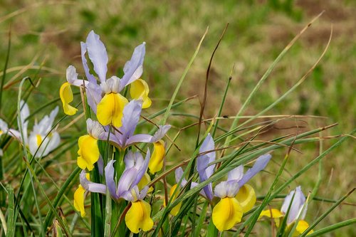 iris  flower  blossom