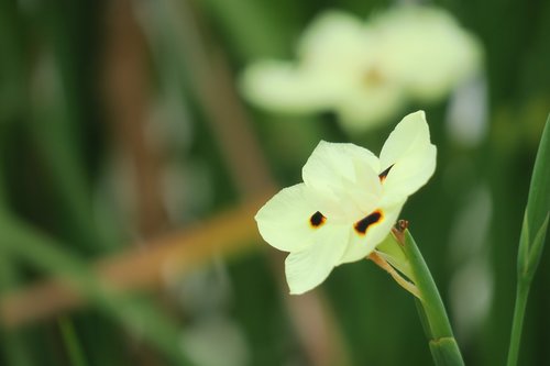 iris  nature  plant