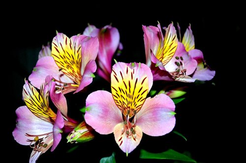 iris  nature  flower