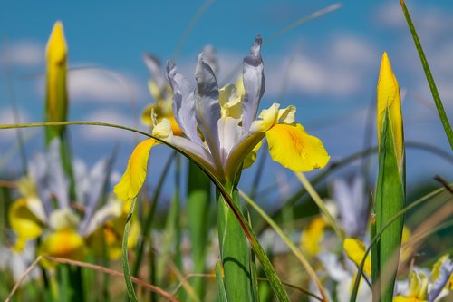 iris  flower  blossom