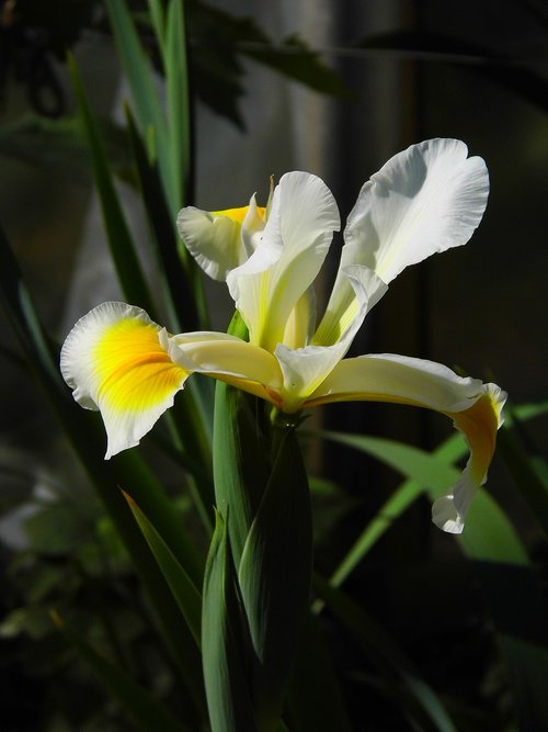iris  flower