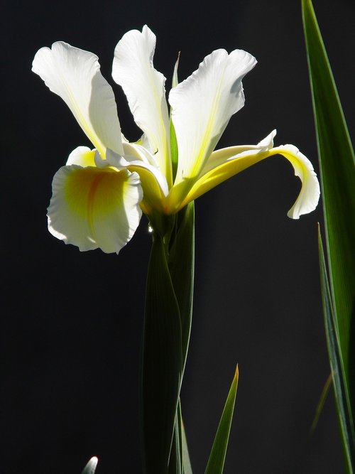 iris  flower  yellow flower