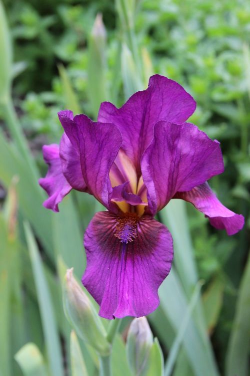 iris purple blossom