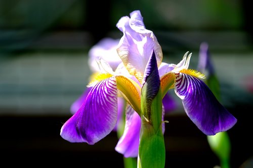 iris  blossom  bloom