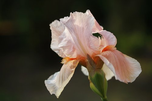 iris  pink  pastel
