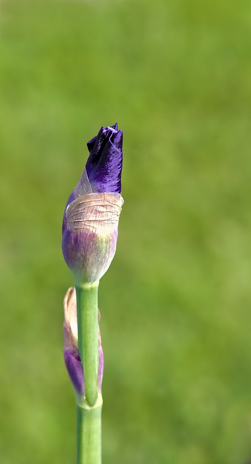 iris  violet  nature