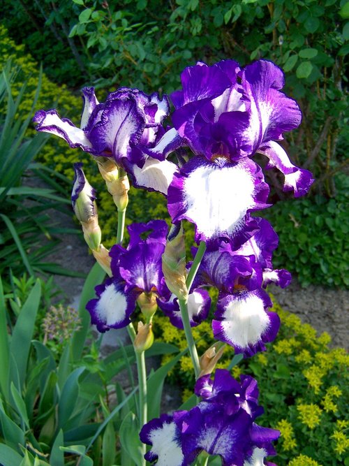 iris  fleur-de-lis  purple-white-flowered