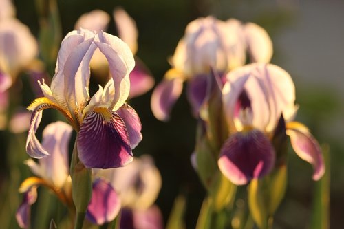 iris  purple  flower