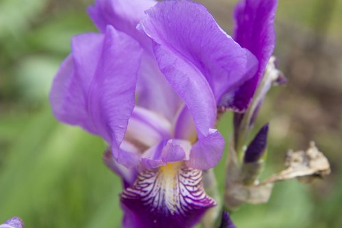 iris  flower  garden