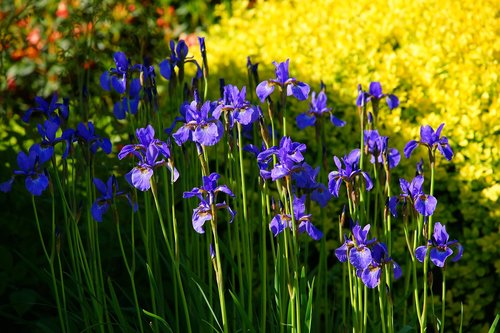 iris  spring flowers  may