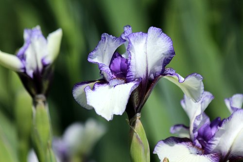 iris  flower  spring flowers