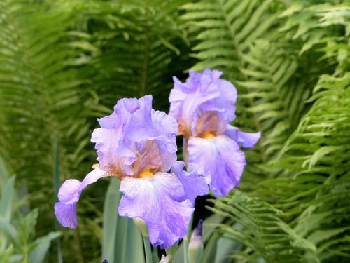 iris  flowers  lilac