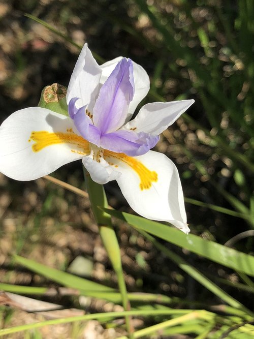 iris  flower  white