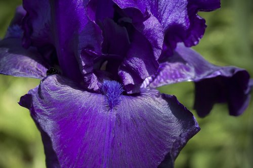iris  violet  flower