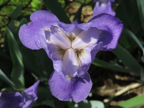 iris  purple  flower