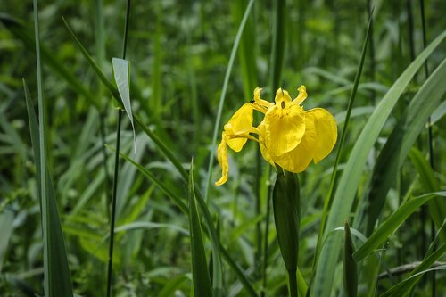 iris  swamp iris  flower