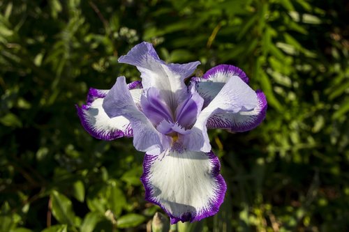 iris  flower  garden