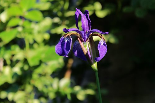 iris  irises  flowers