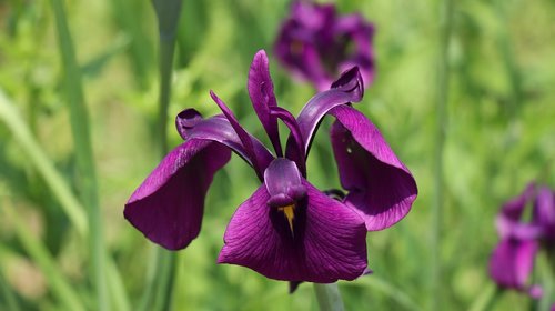 iris  first liverpool  purple