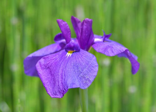 iris  flower  violet