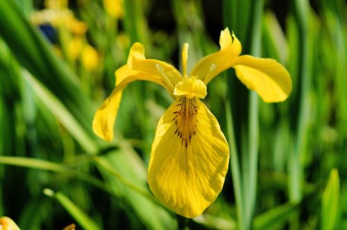 iris flower blossom