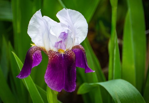 iris  braithwaite  flower