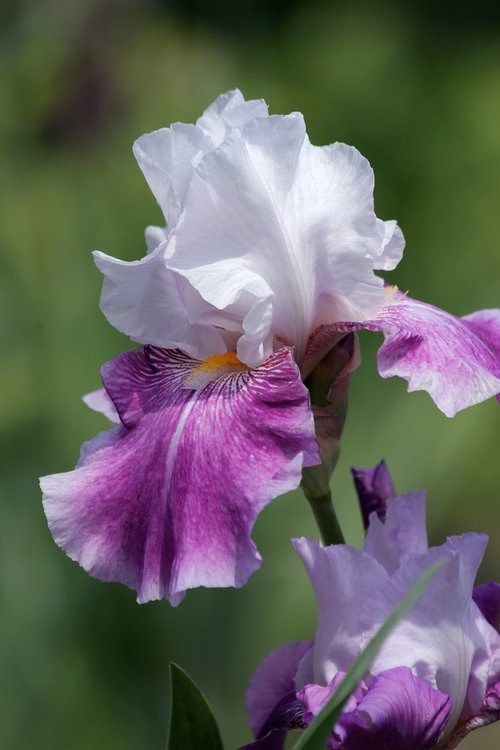 iris  flower  handsomely