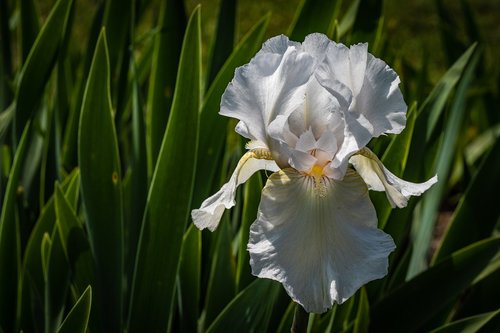 iris  white  flower
