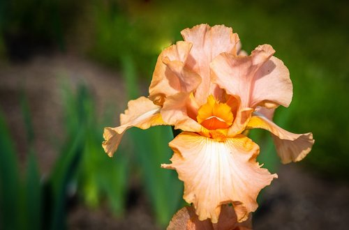 iris  peach color  flower