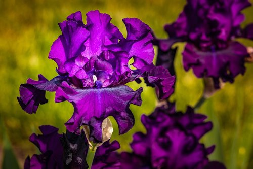 iris  eggplant color  violet