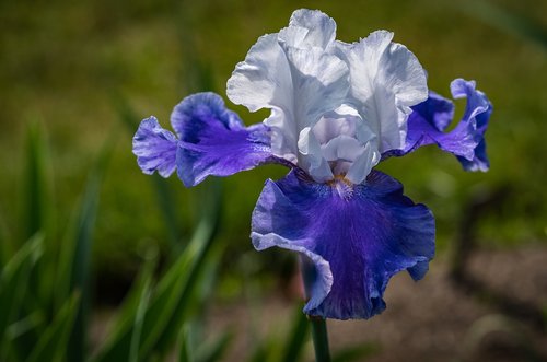 iris  white-blue  flower