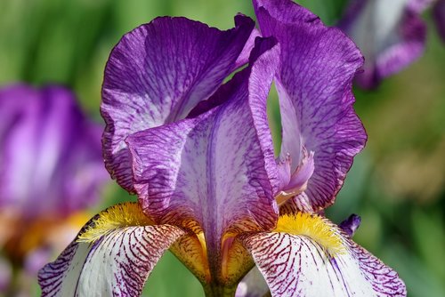 iris  iridaceae  purple