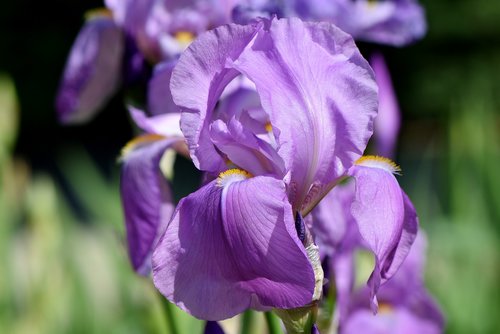iris  iridaceae  purple