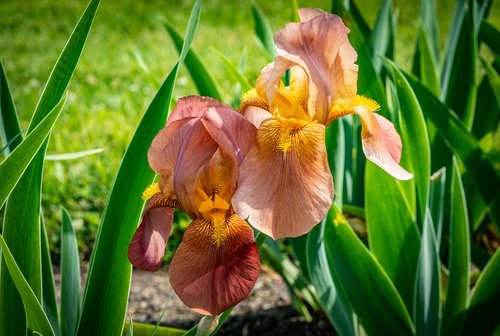 iris  peach orange  flower