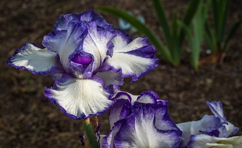 iris  violet white  flower
