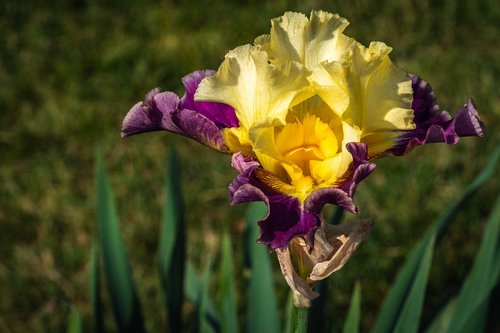 iris  yellow and sangria  flower