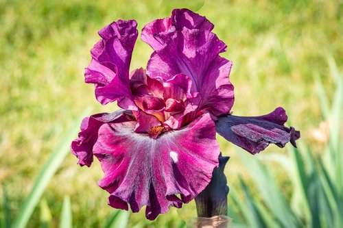 iris  plum color  flower