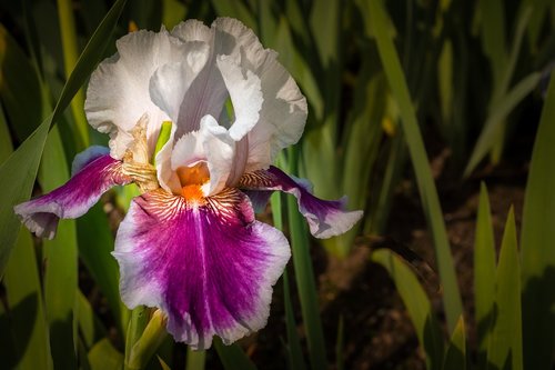 iris  white magenta  flower